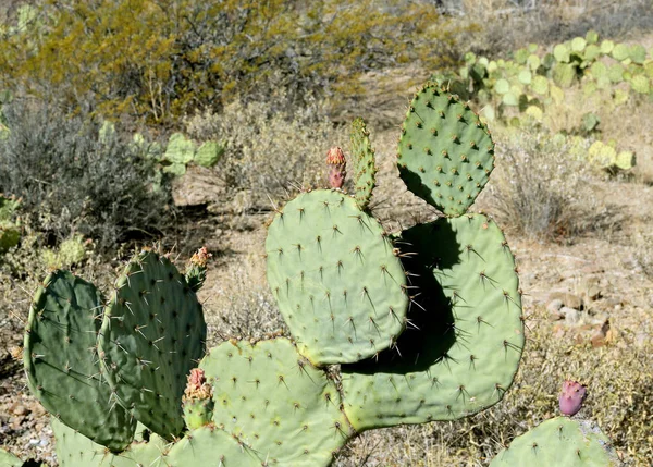 Kaktusfeigenkaktus Einem Sonnigen Tag Südarizona — Stockfoto