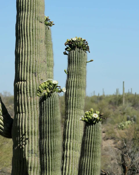 Mult-silahlı saguaro kaktüsü Güney Arizona güneşli bir çiçek