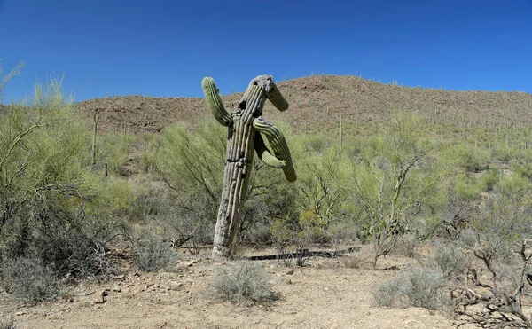Viejo Cactus Saguaro Sur Arizona Día Soleado Parece Estar Saludando — Foto de Stock
