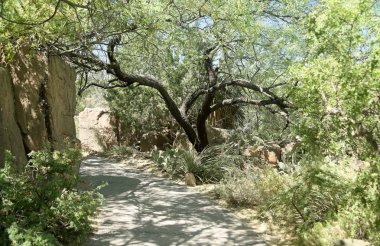 Kaktüsler, ağaçlar ve çalılar Güney Arizona güneşli bir bahçe yolu