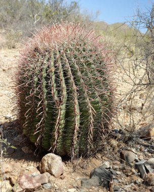Güneşli bir günde bir genç saguaro kaktüsü Güney Arizona Sonoran Çölü'nde görünümü Kapat
