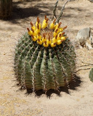 Güneşli bir günde bir genç saguaro kaktüsü Güney Arizona yerli kaktüsler bahçesinde görünümünü kapat