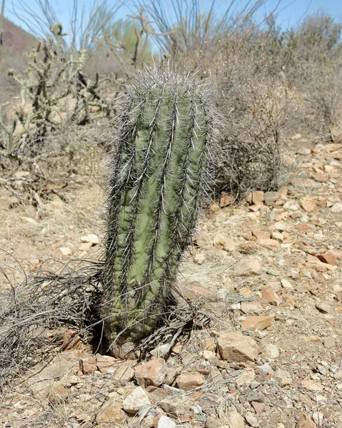 Vista Jovem Cacto Saguaro Sul Deserto Arizona Dia Ensolarado — Fotografia de Stock