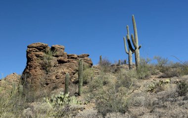Tucson, Arizona Sonoran çöl batısında Saguaro kaktüsler ve kaya oluşumları
