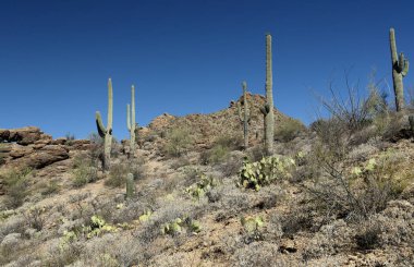 Tucson, Arizona Sonoran çöl batısında Saguaro kaktüsler ve kaya oluşumları