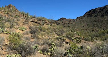 Tucson, Arizona Sonoran çöl batısında Cacti, dağlar ve vadiler
