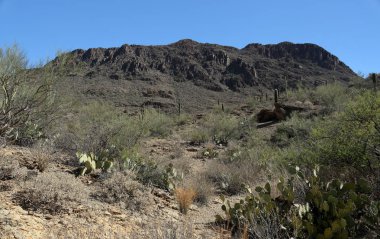 Tucson, Arizona Sonoran çöl batısında Cacti, dağlar ve vadiler