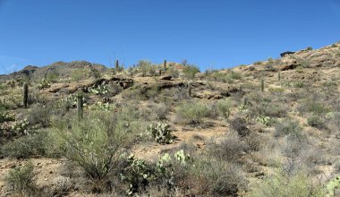 Tucson, Arizona Sonoran çöl batısında Saguaro kaktüsler ve kaya oluşumları