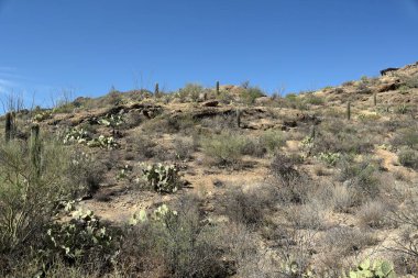 Tucson, Arizona Sonoran çöl batısında Saguaro kaktüsler ve kaya oluşumları