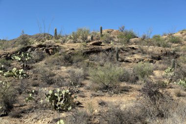 Tucson, Arizona Sonoran çöl batısında Saguaro kaktüsler ve kaya oluşumları