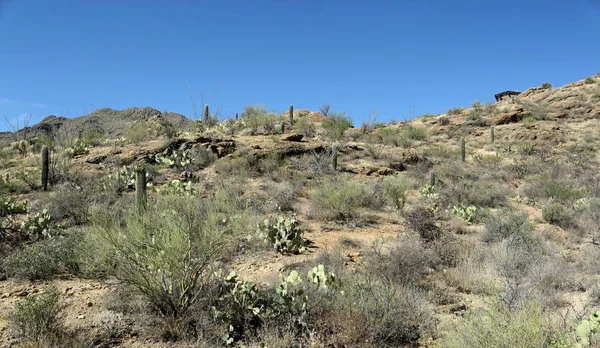 Tucson, Arizona Sonoran çöl batısında Saguaro kaktüsler ve kaya oluşumları