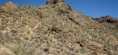 Saguaro kaktüs bir dağın batısında Tucson Arizona Sonoran Çölü'nde