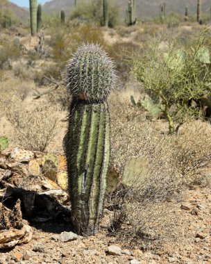Genç saguaro kaktüsü batısında Tucson Arizona Sonoran Çölü'nde