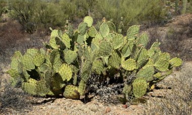 Güney Arizona güneşli bir kaktüs inciri