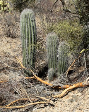 Dört genç saguaro kaktüs batısında Tucson Arizona Sonoran Çölü'nde