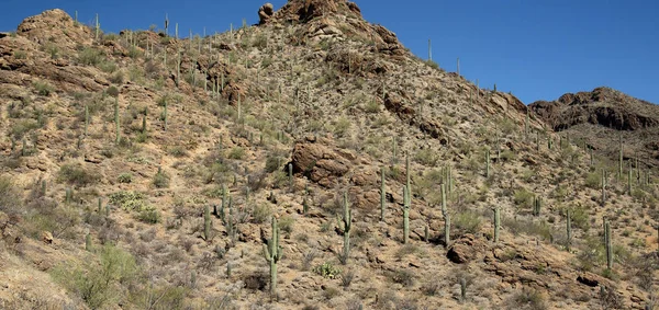 Saguaro Cactus Una Montaña Desierto Sonora Arizona Oeste Tucson — Foto de Stock