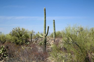 Saguaro kaktüs batısında Tucson Arizona Sonoran Çölü'nde