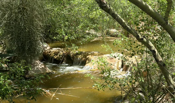 Pequena Cena Fluvial Com Uma Pequena Cachoeira Árvores Sul Arizona — Fotografia de Stock