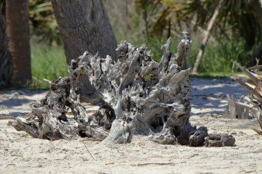 Sahilde Driftwood ağaç kütüğü