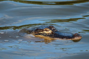 Sakin suda yüzen bir timsah