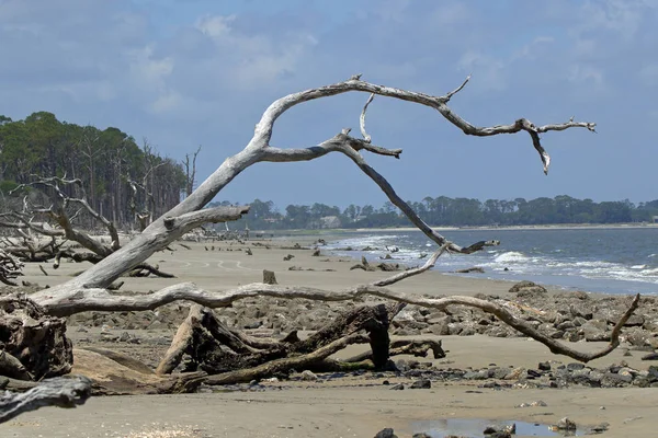 Дерево и дрифтвуд лежат на пляже — стоковое фото