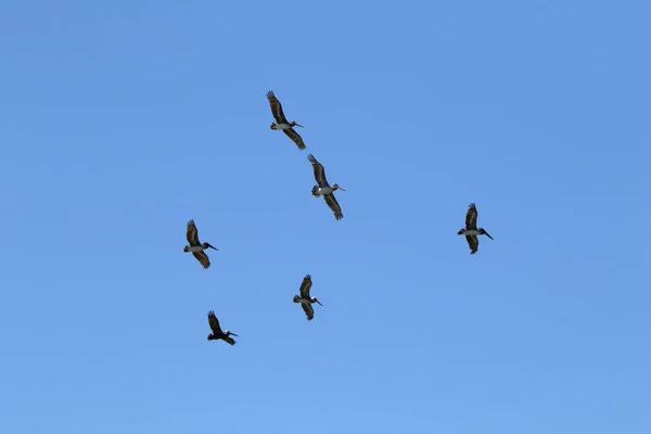 Ett halvt dussin bruna pelikaner glider i en blå himmel. — Stockfoto