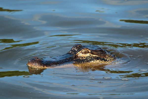 Ein Alligator schwimmt in ruhigem Wasser — Stockfoto