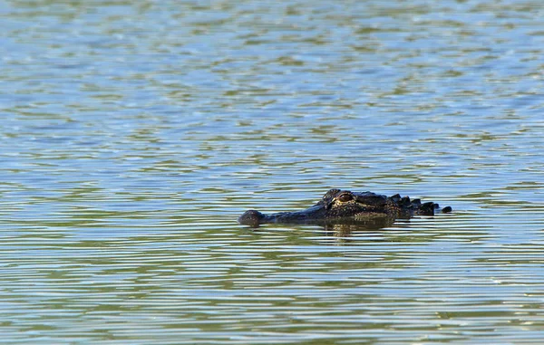 Un alligator flottant en eau calme — Photo