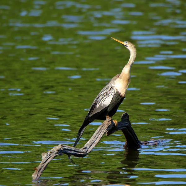 Ein Anhinga sitzt auf einem Haken in einem Teich in der Harris Hals National Wildlife Refugium, Georgien — Stockfoto