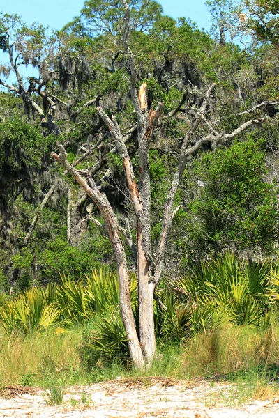 Árbol muerto en el borde de una playa —  Fotos de Stock