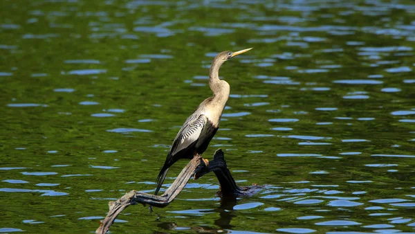 Bir Anhinga Harris Neck Ulusal Yaban hayatı sığınağında bir gölet bir tuzak üzerinde oturan, Gürcistan — Stok fotoğraf