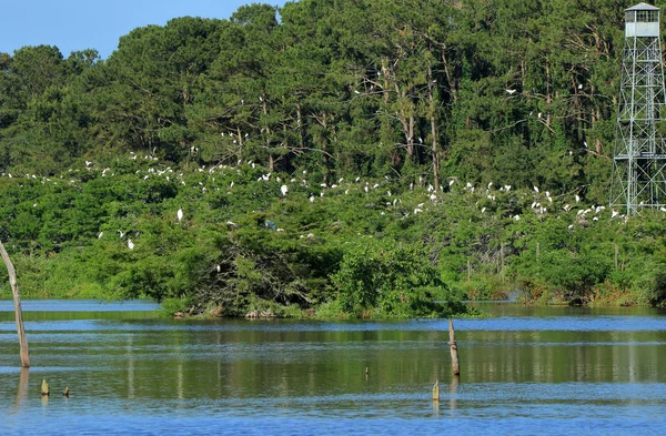 Many adult and young storks roosting on and island — Stock Photo, Image