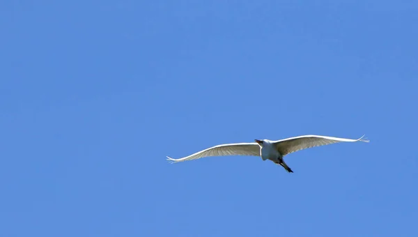 En stor Egret glida med en blå himmel som bakgrund — Stockfoto