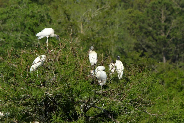 Six young storks roosting on and island — Stock Photo, Image