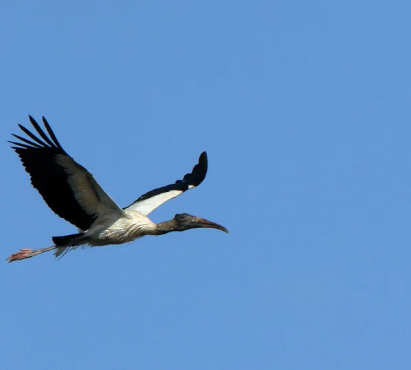 En trä stork flygande av — Stockfoto