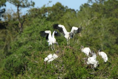 İki yetişkin leylek ve beş genç