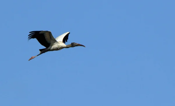 En trä stork flyger mot en blå himmel — Stockfoto