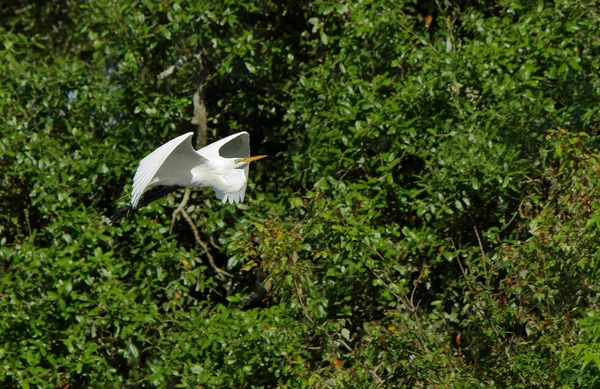 Una gran garza volando con árboles verdes detrás — Foto de Stock