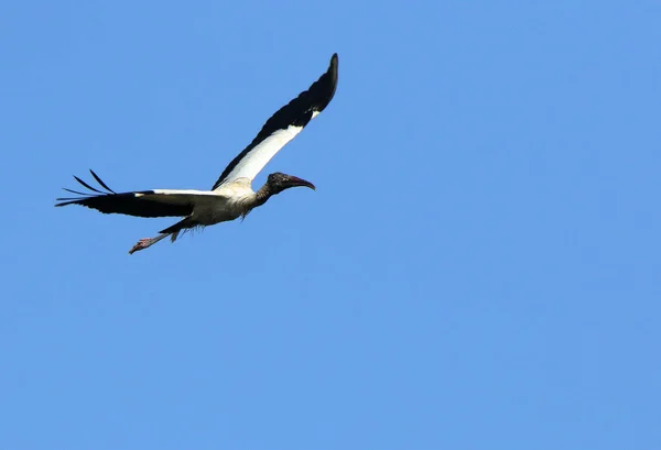 Лесной аист, летящий на голубом небе — стоковое фото