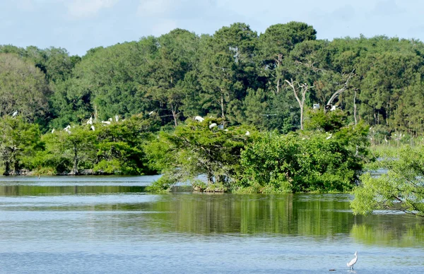 Many young storks roosting on and island — Stock Photo, Image