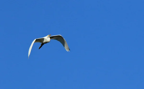 En stor hägrar flyger med en blå himmel som bakgrund — Stockfoto