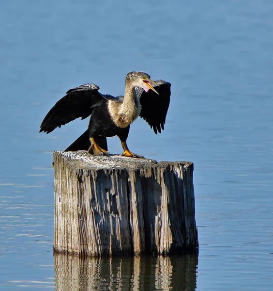 Uma anhinga gritando em um toco de árvore em uma lagoa — Fotografia de Stock