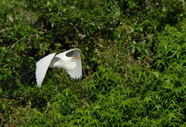 Una gran garza deslizándose con arbustos verdes como fondo — Foto de Stock