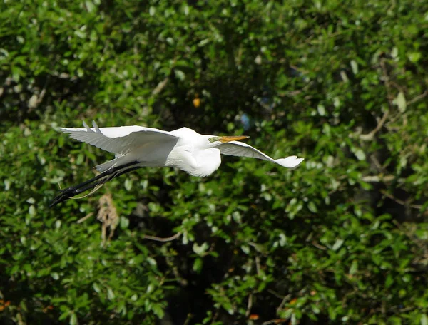 Una gran garza deslizándose con arbustos verdes como fondo — Foto de Stock