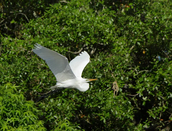 Une grande aigrette glissant avec des buissons verts comme arrière-plan — Photo