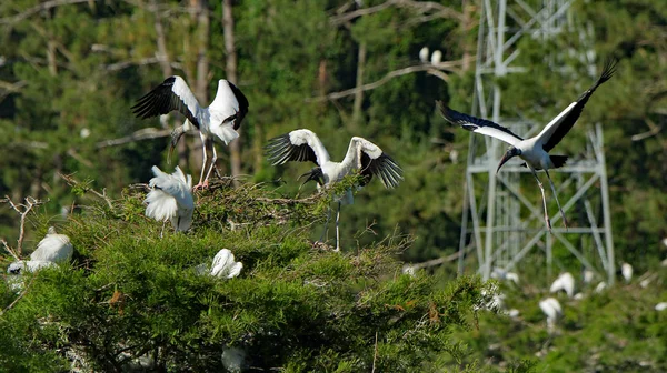 Three wood storks ready for a landing — Stock Photo, Image