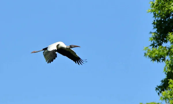 Una cigüeña de madera volando contra un cielo azul — Foto de Stock