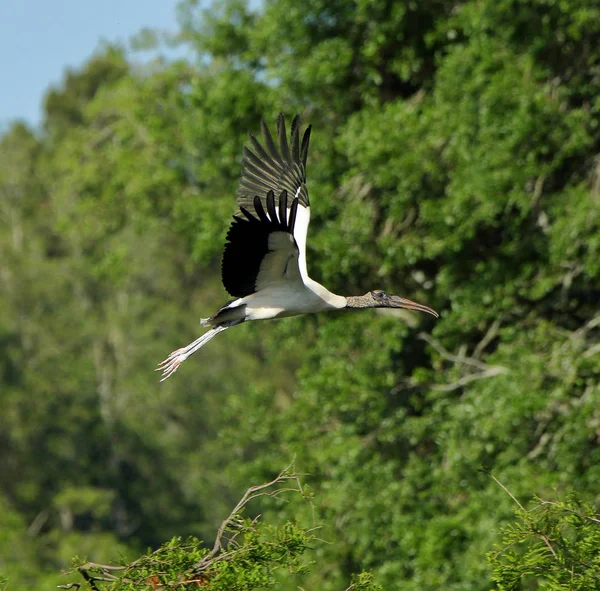 En trästork som flyger med träd som bakgrund — Stockfoto