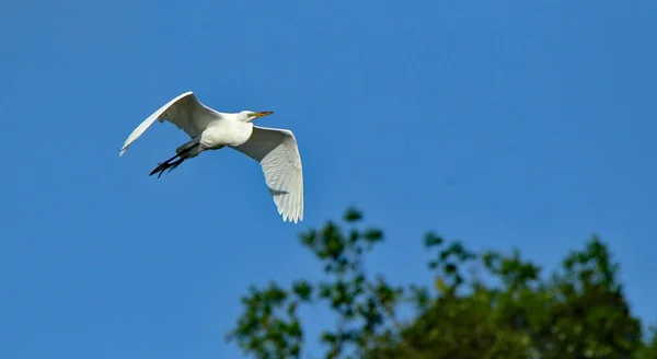 Une grande aigrette glissant avec un ciel bleu comme arrière-plan — Photo