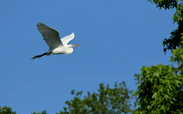 Una gran garza deslizándose con un cielo azul como fondo — Foto de Stock